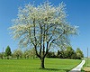 Les-31-bomen-in-vier-seizoenen-1